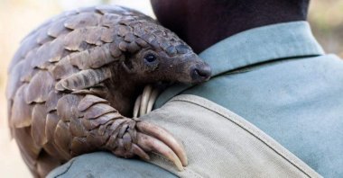 "In Pakistan, particularly in the northeastern Potohar region, the species has disappeared from 80% of its former range, the WWF says." (AFP Photo)