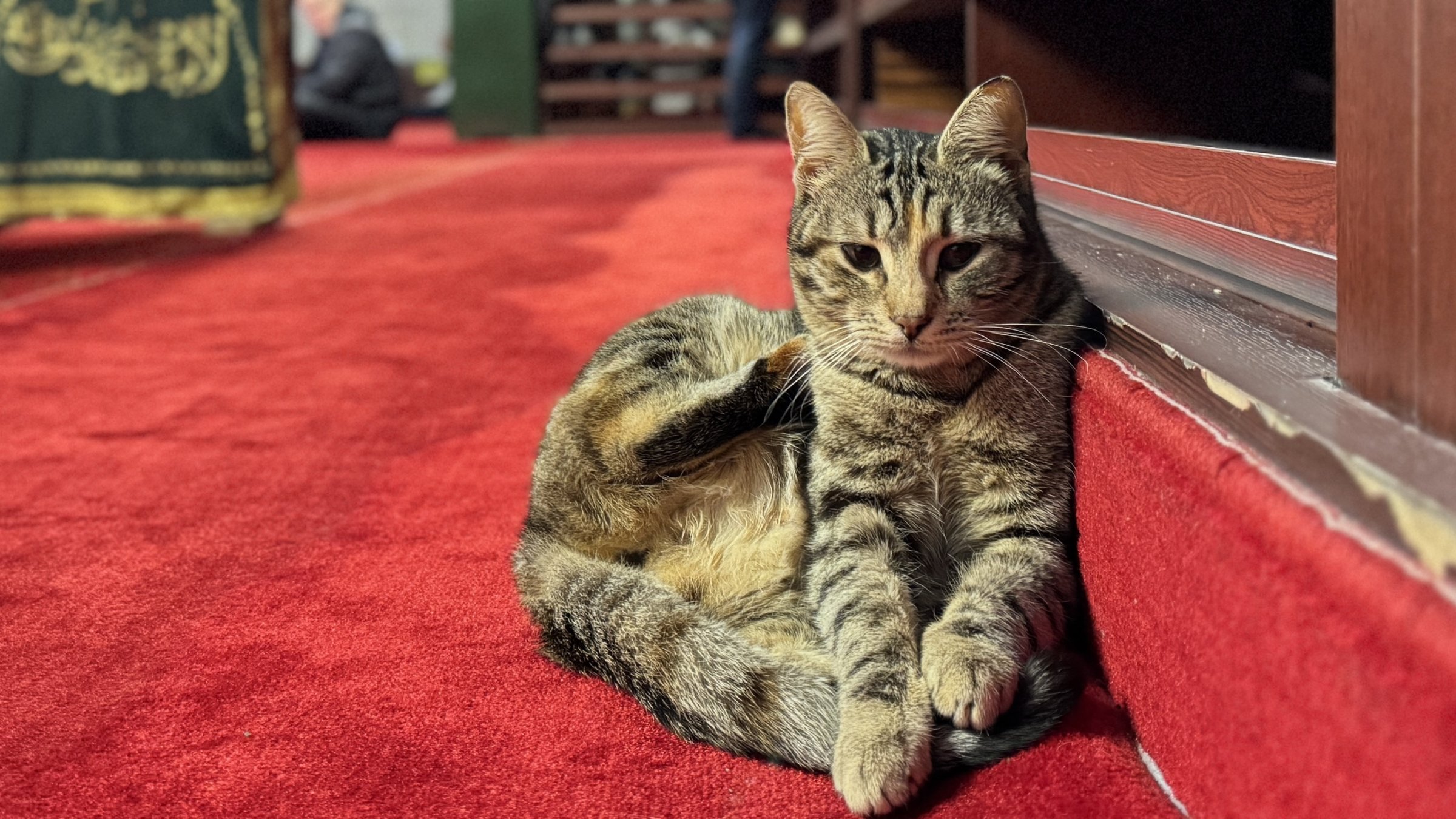 Every corner of Istanbul is home to cats, including this one resting inside a mosque, Istanbul, Türkiye, Feb. 17, 2025. (AA Photo)