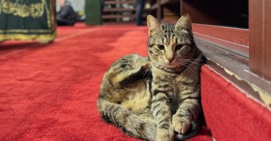Every corner of Istanbul is home to cats, including this one resting inside a mosque, Istanbul, Türkiye, Feb. 17, 2025. (AA Photo)