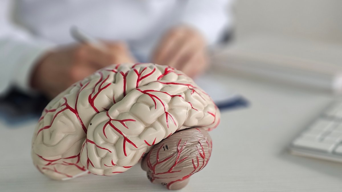 Older brain cells forget who they are, according to a breakthrough study. (Shutterstock Photo)