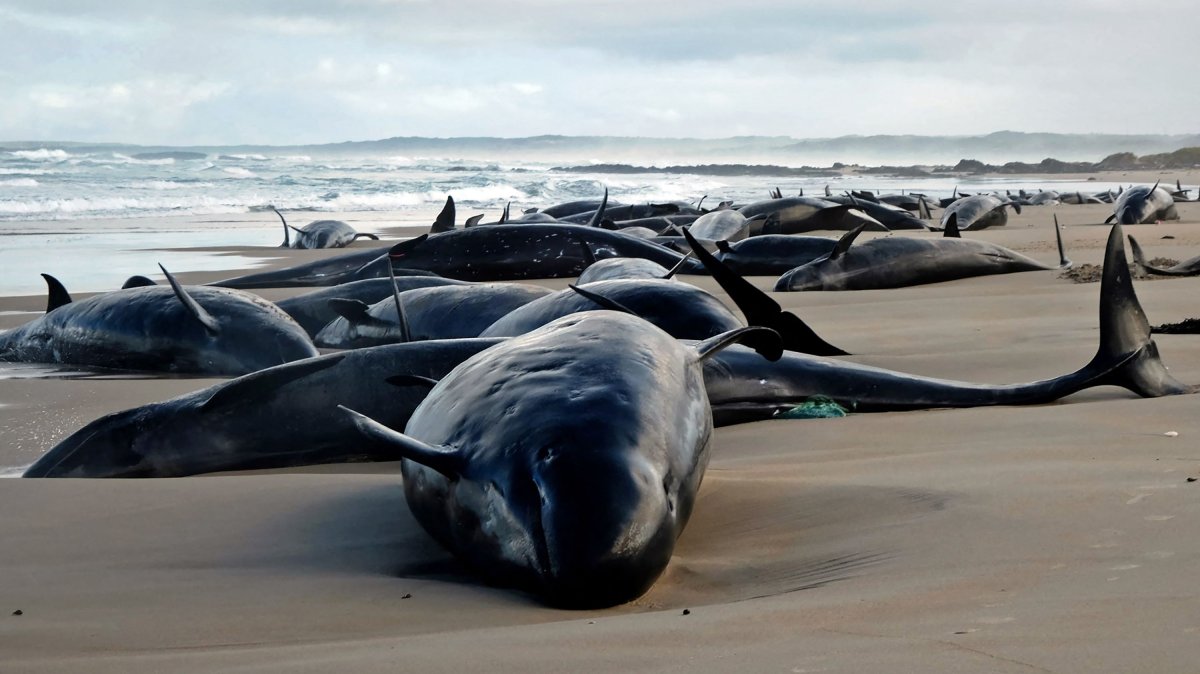 A handout photo taken and released by the Department of Natural Resources and Environment Tasmania, Feb. 19, 2025. (AFP Photo)