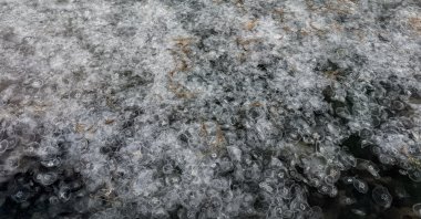 Thousands of jellyfish are spotted in the inner harbor of Sinop, northern Türkiye, Feb. 20, 2025. (AA Photo)