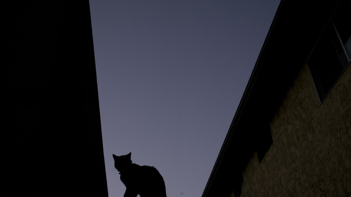 A silhouetted cat sits on a fence of a condominium complex at dusk in La Habra, California, U.S., June 18, 2017. (AP Photo)