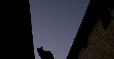 A silhouetted cat sits on a fence of a condominium complex at dusk in La Habra, California, U.S., June 18, 2017. (AP Photo)