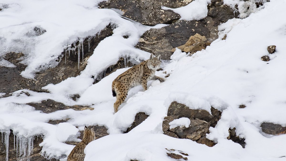A lynx family is spotted as they roam in the snow-covered mountains of Munzur Valley National Park, Tunceli, eastern Türkiye, Feb. 25, 2025. (AA Photo)
