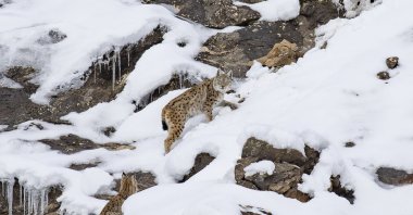 A lynx family is spotted as they roam in the snow-covered mountains of Munzur Valley National Park, Tunceli, eastern Türkiye, Feb. 25, 2025. (AA Photo)