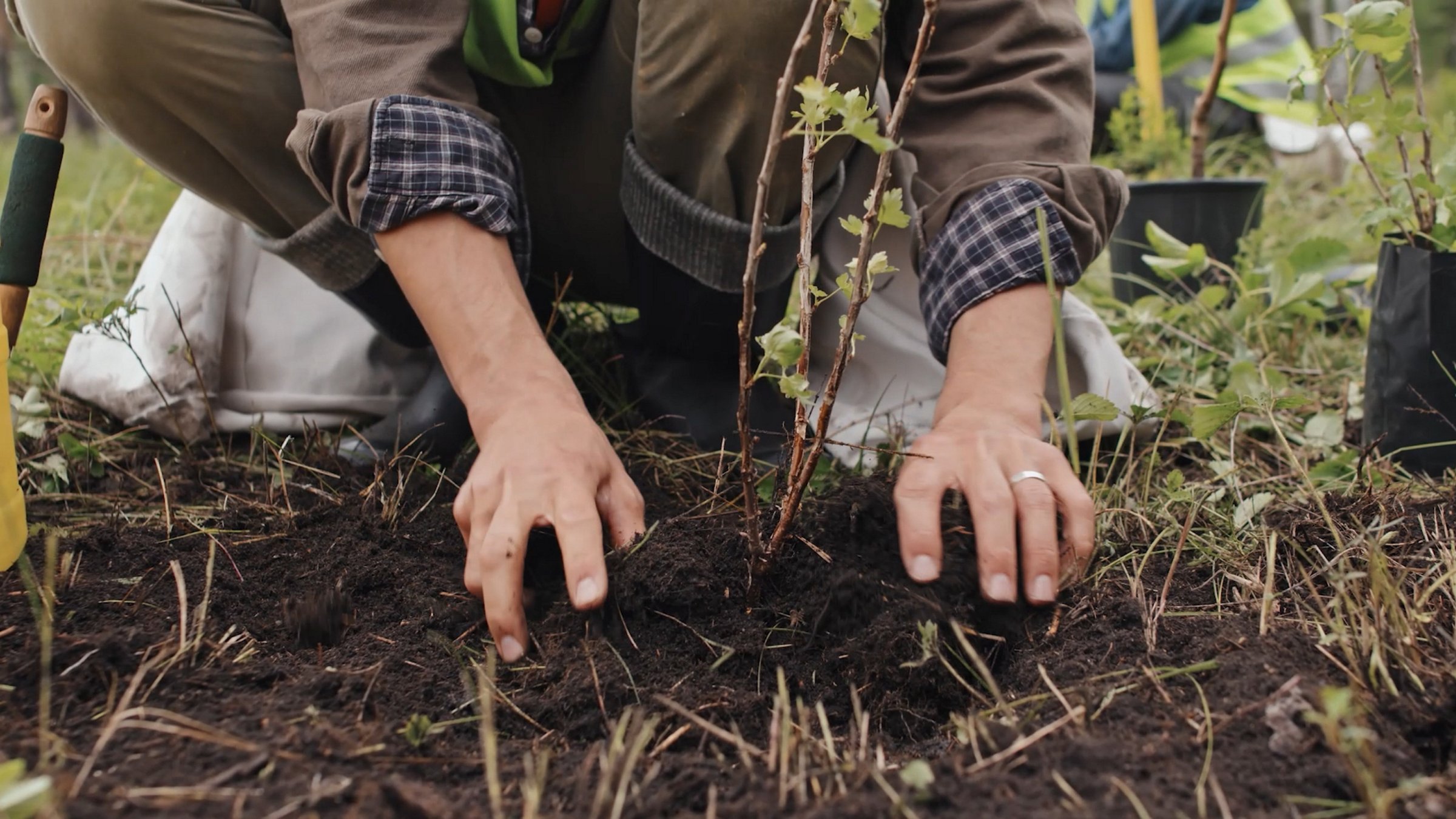 The Climate Law promotes afforestation efforts to enhance carbon capture and combat climate change. (AA Photo)