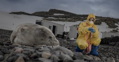 A researcher of Türkiye’s 9th National Antarctic Science Expedition collects a sample from a seal on Horseshoe Island, Antarctica, Feb. 26, 2025. (AA Photo)