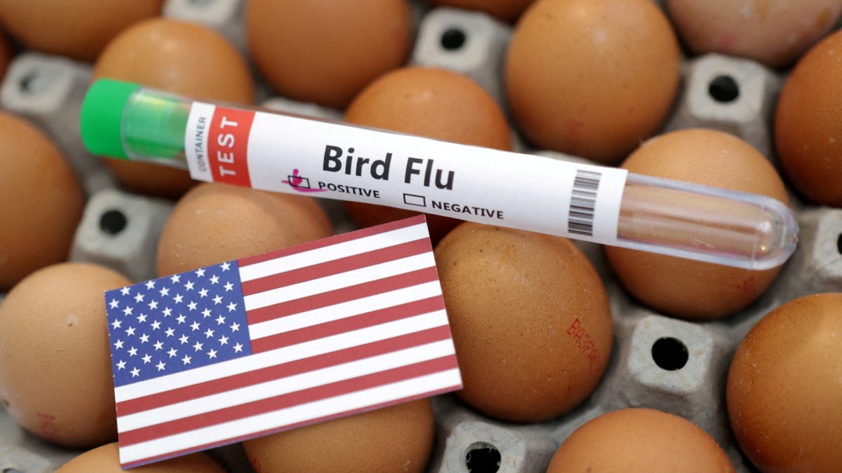 A test tube labeled &quot;Bird Flu,&quot; eggs and a piece of paper in the colors of the U.S. national flag are seen in this picture illustration from Jan. 14, 2023. (Reuters Photo)