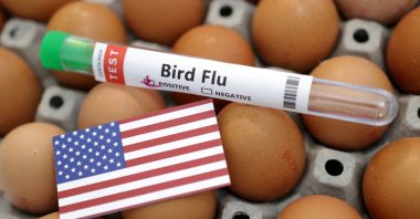 A test tube labeled &quot;Bird Flu,&quot; eggs and a piece of paper in the colors of the U.S. national flag are seen in this picture illustration from Jan. 14, 2023. (Reuters Photo)