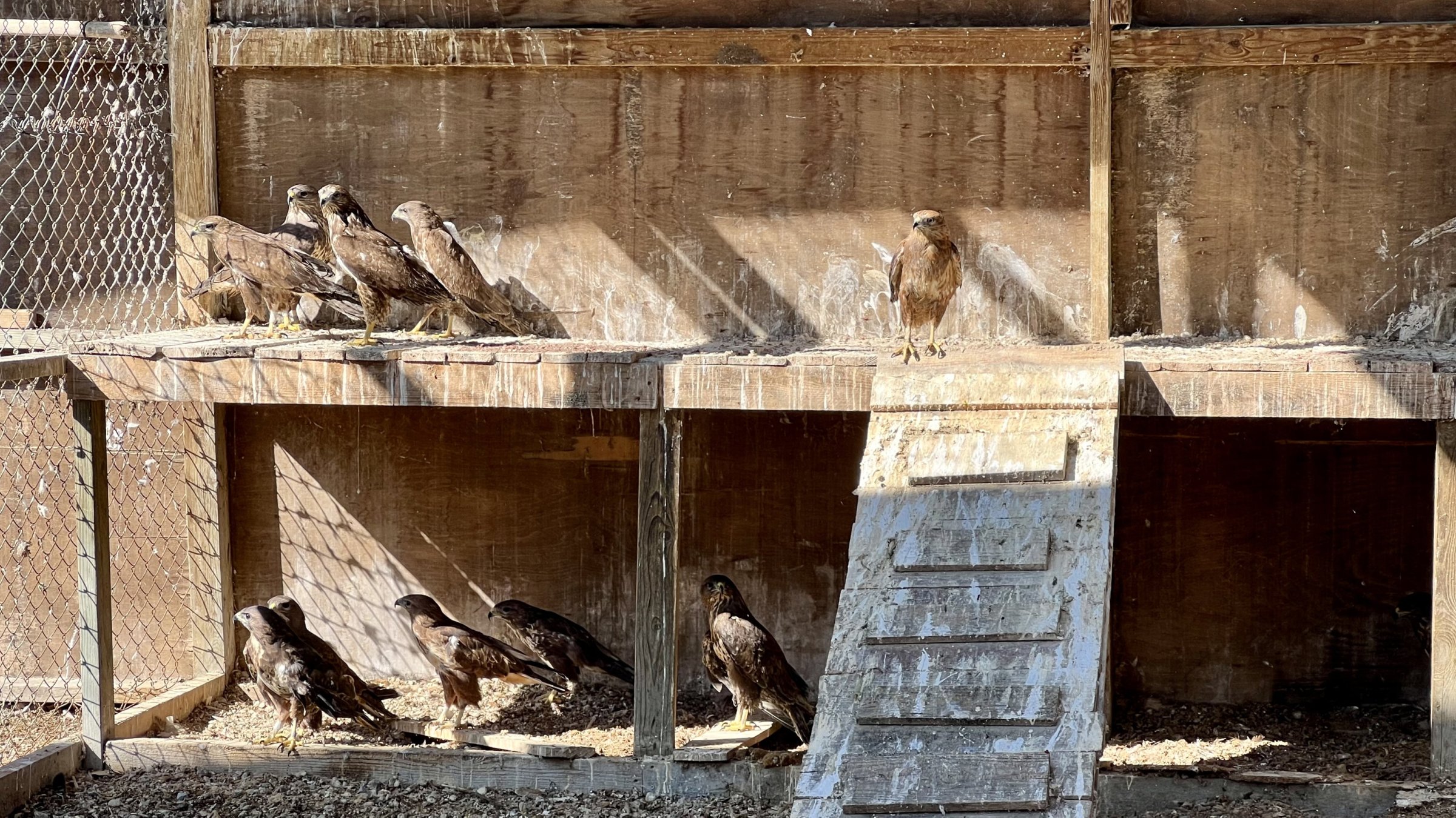 Injured birds receive treatment at the veterinary faculty before being released back into nature, Istanbul, Türkiye, March 3, 2025. (AA Photo)