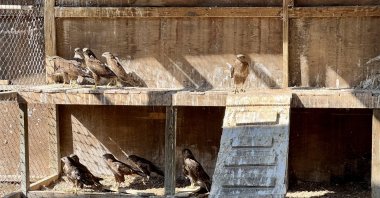 Injured birds receive treatment at the veterinary faculty before being released back into nature, Istanbul, Türkiye, March 3, 2025. (AA Photo)