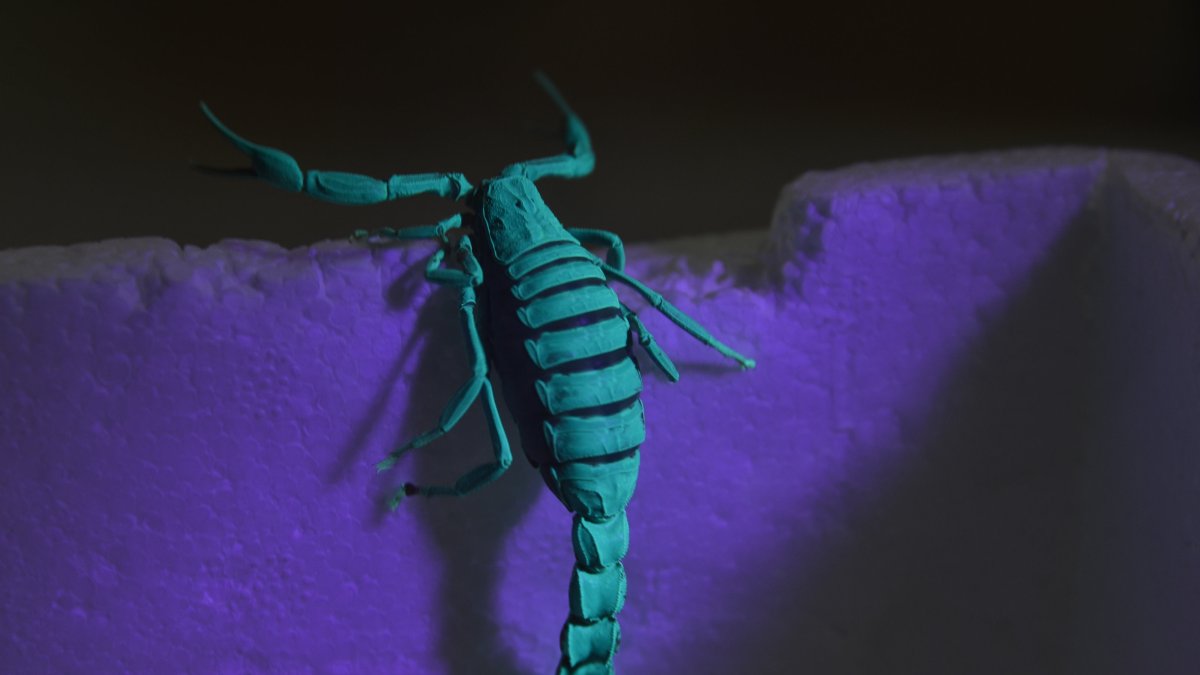 &quot;Scorpio Karakurdi,&quot; a small, toxic scorpion species named after Turkish scientist Serdar Karakurt, has been introduced to the scientific community, Konya, central Türkiye, March 3, 2025. (AA Photo)