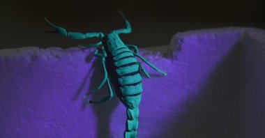 &quot;Scorpio Karakurdi,&quot; a small, toxic scorpion species named after Turkish scientist Serdar Karakurt, has been introduced to the scientific community, Konya, central Türkiye, March 3, 2025. (AA Photo)