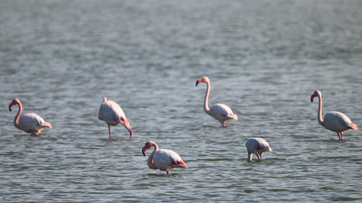 Türkiye’s flamingo numbers double in Eastern Mediterranean wetlands