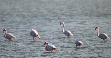 Flamingos in the wetlands of the Eastern Mediterranean, Adana, Türkiye, March 1, 2025. (AA Photo) 