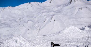 An avalanche dog takes part in a search and rescue exercise for avalanche victims in the French Alps ski resort of La Rosiere, southeastern France, Feb. 4, 2025. (AFP Photo)