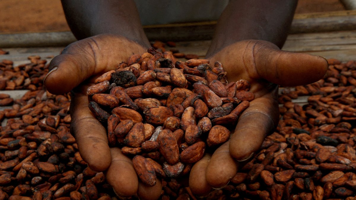A farmer holds cocoa beans while he is drying them at a village in Sinfra, Ivory Coast, April 29, 2023. (Reuters Photo)