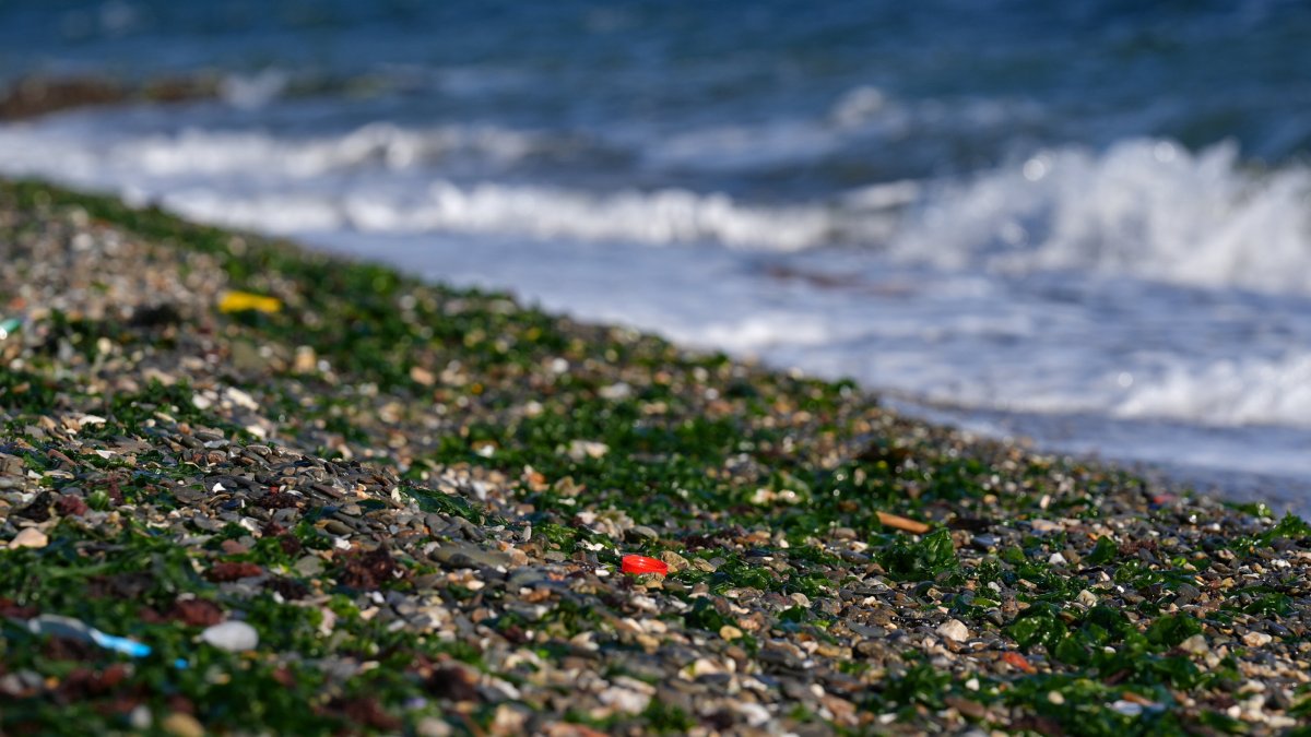 Green seaweed growth increases along the shores due to rising nitrogen and phosphorus levels in the water, Izmir Bay, Türkiye, Feb. 5, 2025. (AA Photo)