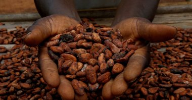 A farmer holds cocoa beans while he is drying them at a village in Sinfra, Ivory Coast, April 29, 2023. (Reuters Photo)