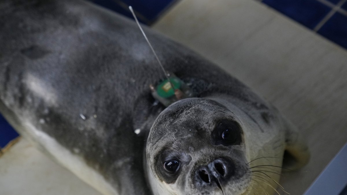 Renos-Pantelis, with a GPS tracking device glued on its back, is seen at the Attica Zoological Park, eastern Athens, Greece, Monday, Feb. 17, 2025. (AP Photo)