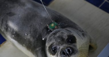 Renos-Pantelis, with a GPS tracking device glued on its back, is seen at the Attica Zoological Park, eastern Athens, Greece, Monday, Feb. 17, 2025. (AP Photo)