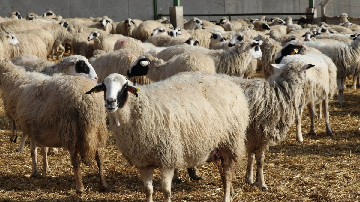 Sheep wait in a pen in Amasya, northern Türkiye, March 6, 2025. (AA Photo)