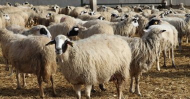 Sheep wait in a pen in Amasya, northern Türkiye, March 6, 2025. (AA Photo)