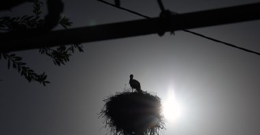 A stork perches in its nest as the nesting season begins, Muğla, Türkiye, March 17, 2025. (IHA Photo)