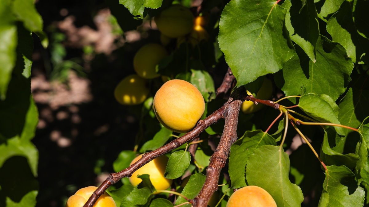 Apricots ripen on trees, with around 9 million trees growing in Malatya, Türkiye. (Shutterstock Photo)