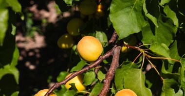 Apricots ripen on trees, with around 9 million trees growing in Malatya, Türkiye. (Shutterstock Photo)