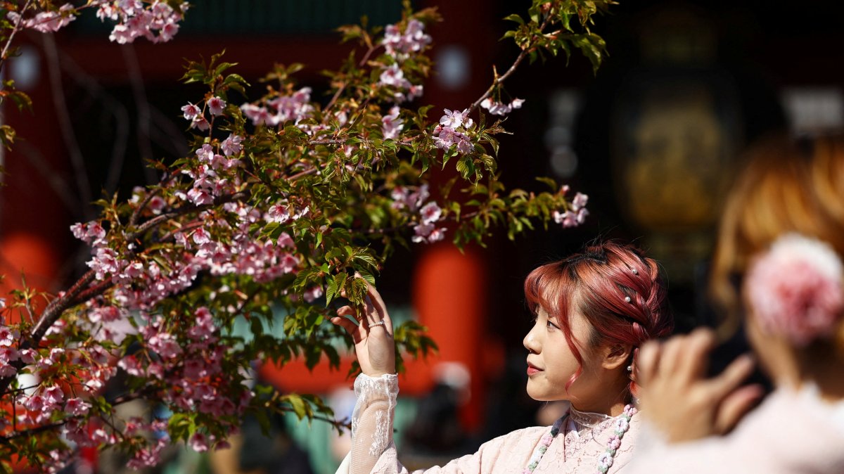 A visitor poses for a photograph next to early-flowering cherry blossoms near Sensoji temple in the Asakusa district, a popular sightseeing spot, Tokyo, Japan, March 10, 2025. (Reuters Photo)