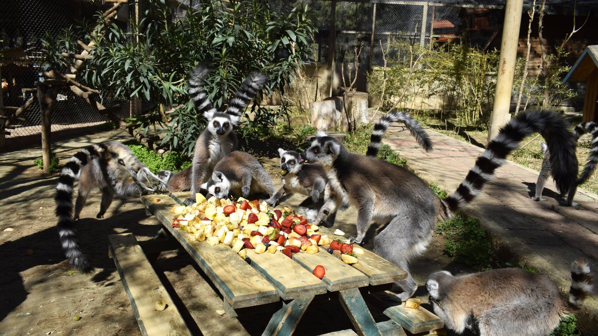 A group of lemurs have their meal at Antalya Natural Life Park, Antalya, Türkiye, March 23, 2025. (DHA Photo)