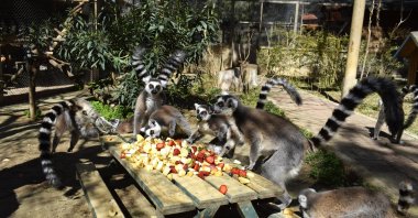 A group of lemurs have their meal at Antalya Natural Life Park, Antalya, Türkiye, March 23, 2025. (DHA Photo)