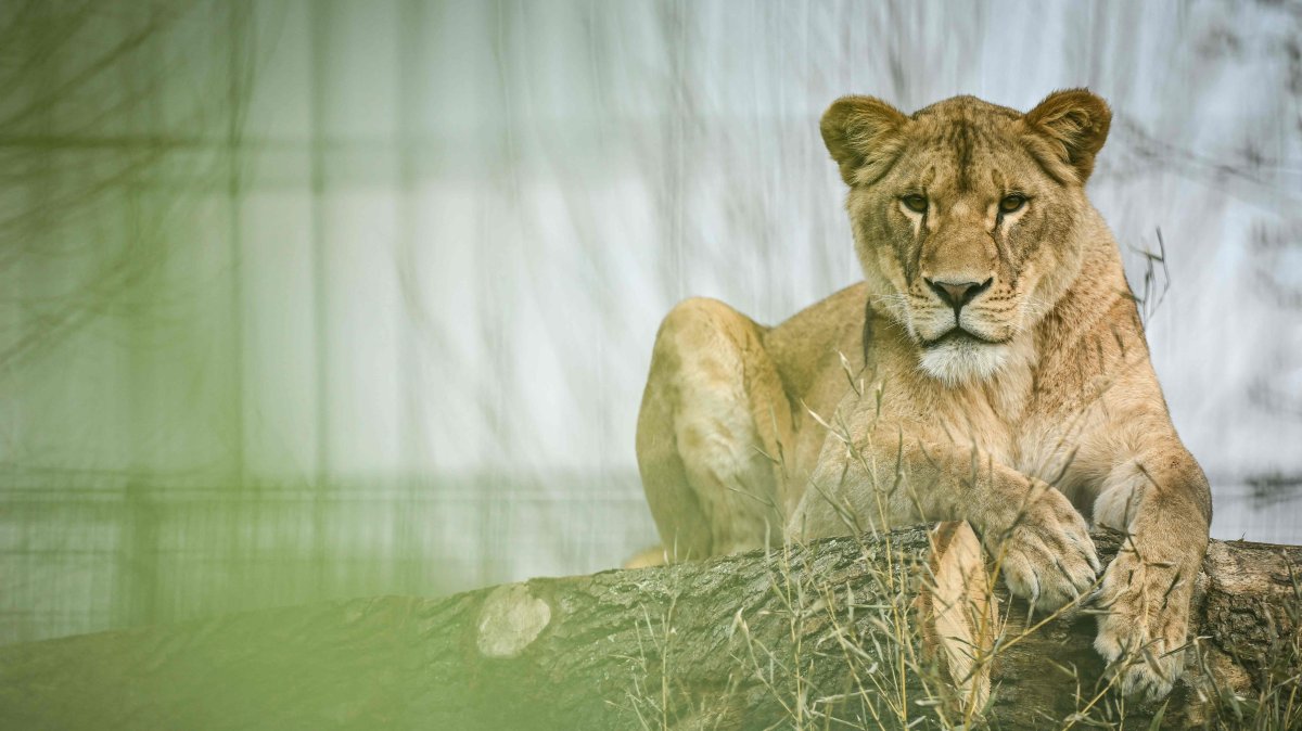 Lioness Lira sits in her enclosure at the Lion Rescue Centre part of the Big Cat Sanctuary, Headcorn, near Ashford, England, U.K., March 25, 2025. (AFP Photo)