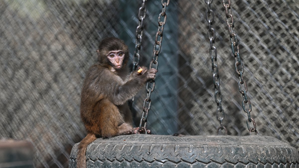 &quot;Fıstık,&quot; a rescued baby rhesus monkey, is sheltered at the Antalya Natural Life Park after being found at a bus terminal, Antalya, southern Türkiye, March 27, 2025. (AA Photo)