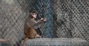 &quot;Fıstık,&quot; a rescued baby rhesus monkey, is sheltered at the Antalya Natural Life Park after being found at a bus terminal, Antalya, southern Türkiye, March 27, 2025. (AA Photo)