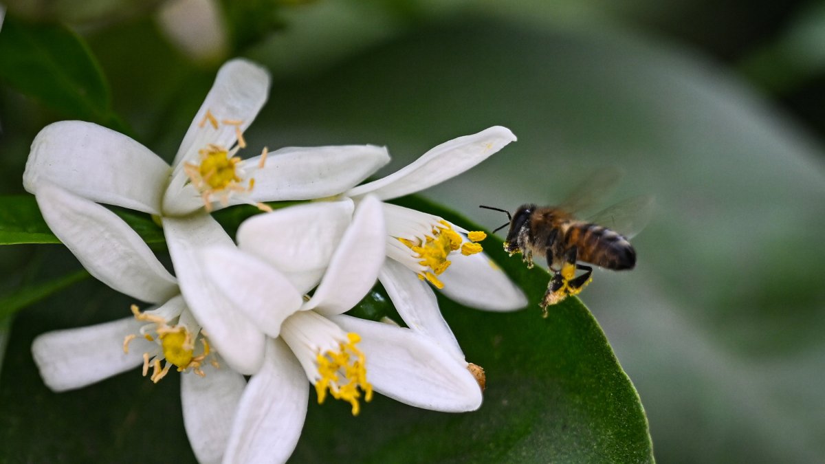 The 13th International Orange Blossom Festival in Adana will feature a variety of cultural, artistic and fun activities, including performances by volunteer groups. (AA Photo)