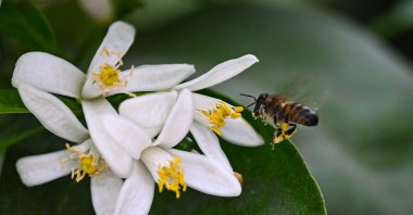 The 13th International Orange Blossom Festival in Adana will feature a variety of cultural, artistic and fun activities, including performances by volunteer groups. (AA Photo)