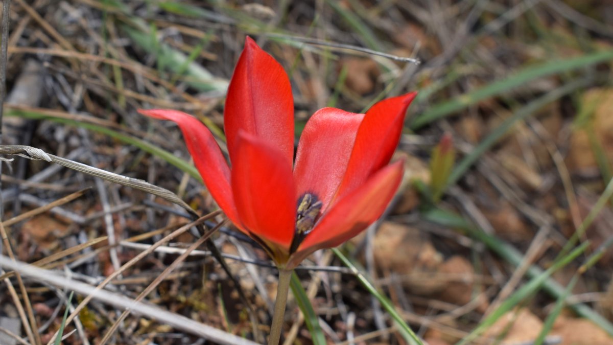 A close-up of the Turkish tulip, unique species native to Türkiye, displayed in full bloom, Antalya, Türkiye, April 2, 2025. (DHA Photo)
