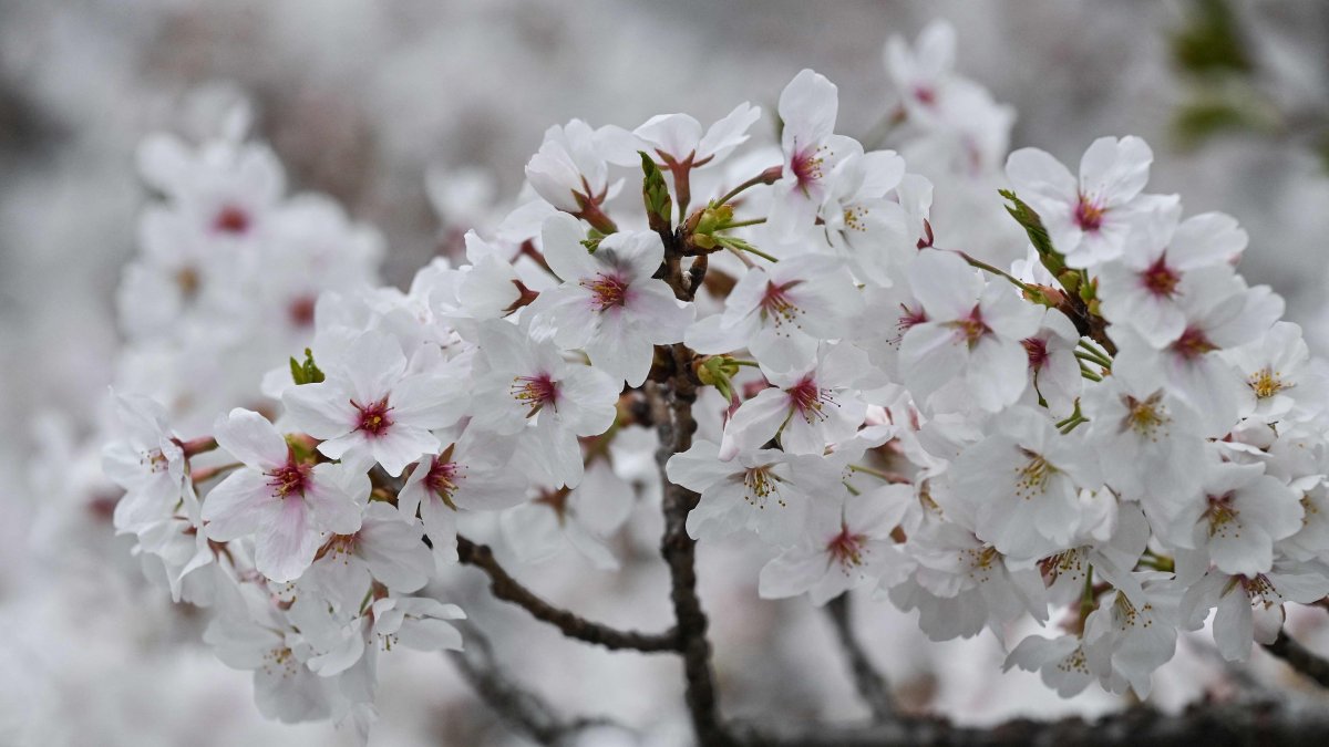 Cherry blossoms are pictured over the Kanda river in a neighbourhood in central Tokyo, Japan, March 31, 2025. (AFP Photo)