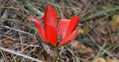 A close-up of the Turkish tulip, unique species native to Türkiye, displayed in full bloom, Antalya, Türkiye, April 2, 2025. (DHA Photo)