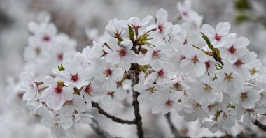 Cherry blossoms are pictured over the Kanda river in a neighbourhood in central Tokyo, Japan, March 31, 2025. (AFP Photo)