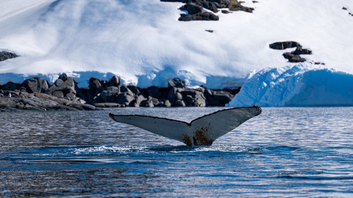 Australian scientists have announced the collection of samples from potential new marine species during their research in East Antarctica. (Shutterstock Photo)