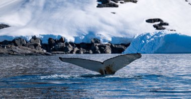 Australian scientists have announced the collection of samples from potential new marine species during their research in East Antarctica. (Shutterstock Photo)