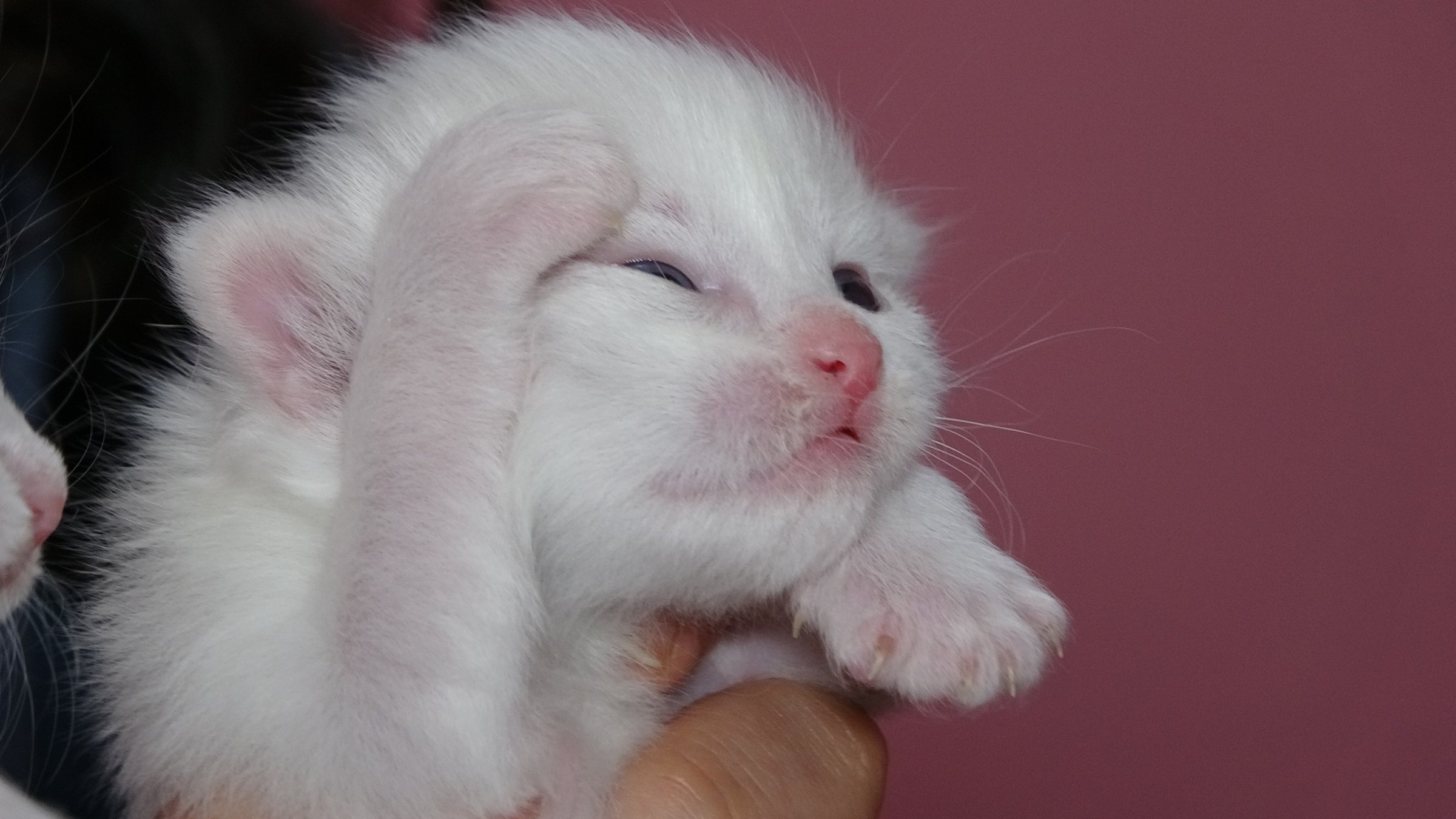 One of the newborn Van cats at the Van Cat Villa, eastern Türkiye, April 7, 2025. (IHA Photo)