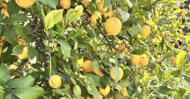 Lemons are seen at a plant in the Arsuz district of Hatay, southern Türkiye, March 17, 2025. (IHA Photo)