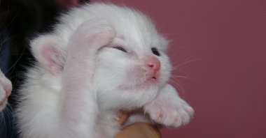 One of the newborn Van cats at the Van Cat Villa, eastern Türkiye, April 7, 2025. (IHA Photo)