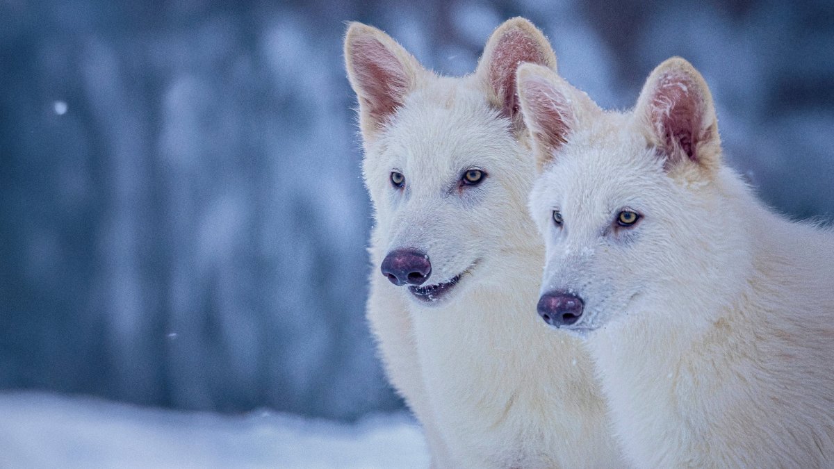 This undated photo provided shows Romulus and Remus, both 3 months old and genetically engineered with similarities to the extinct dire wolf. (Colossal Biosciences Handout via AP Photo)