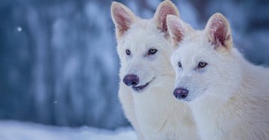 This undated photo provided shows Romulus and Remus, both 3 months old and genetically engineered with similarities to the extinct dire wolf. (Colossal Biosciences Handout via AP Photo)